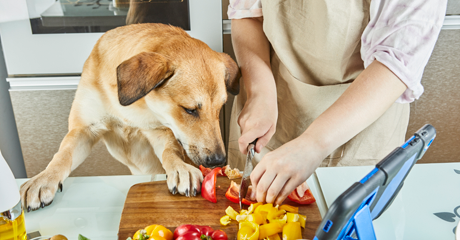 Guida Completa alla Cremazione degli Animali Domestici