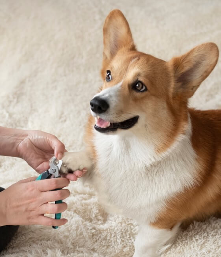 Prevenzione e Cura: Come Mantenere il Tuo Animale Domestico in Salute